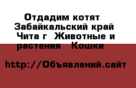 Отдадим котят - Забайкальский край, Чита г. Животные и растения » Кошки   